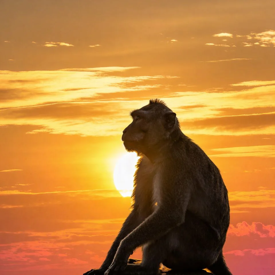 Golden hour aesthetic monkey pfp with warm sunset lighting and peaceful vibes for nature-loving Instagram profile pictures