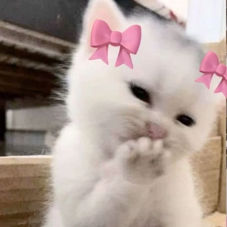 Peaceful white cat pfp with soft lighting and aesthetic composition for clean Discord and TikTok profiles