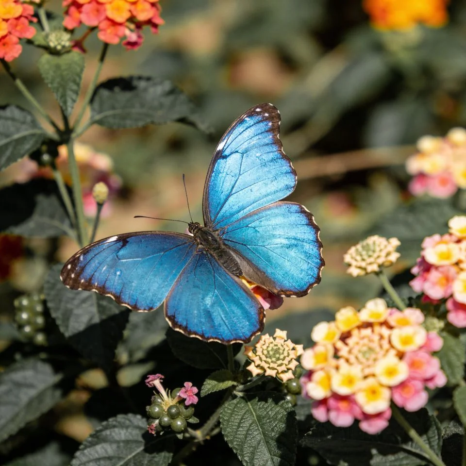 Blue butterfly photography pfp on flower with natural garden aesthetic for nature-loving Discord and Instagram profiles