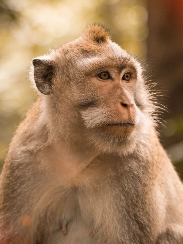 Monkey PFP, Cute, Funny & Aesthetic Profile Pictures 2026