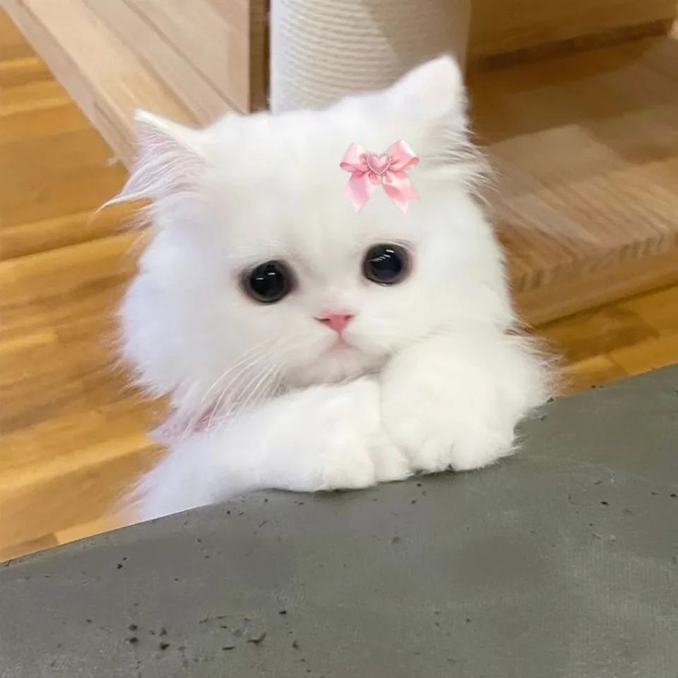 Soft fluffy white cat aesthetic pfp showcasing fur texture perfect for cute Discord and TikTok avatars