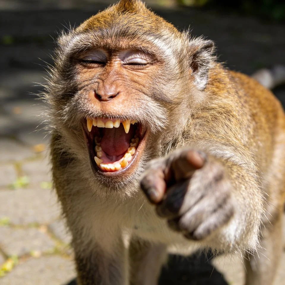 50+ Monkey PFP: Cute, Funny & Aesthetic Profile Pictures 2026