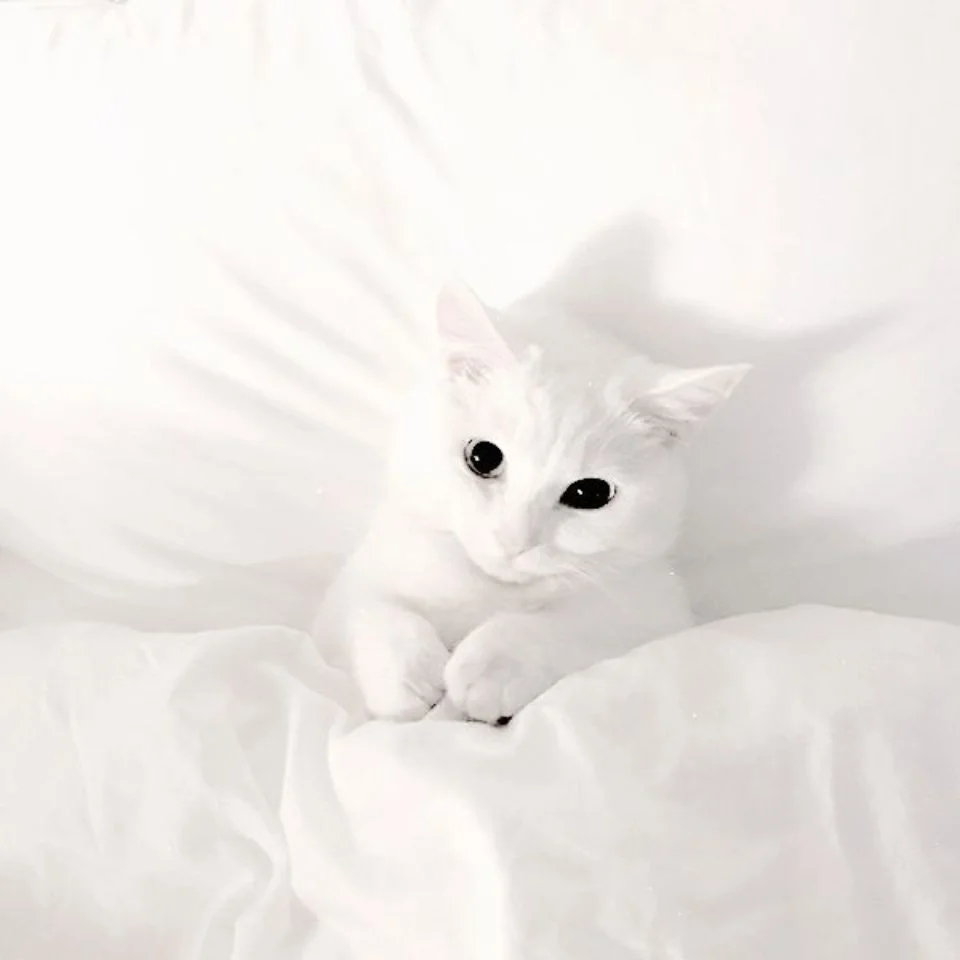 White cat pfp with bright captivating eyes on clean background ideal for Discord and Instagram profiles