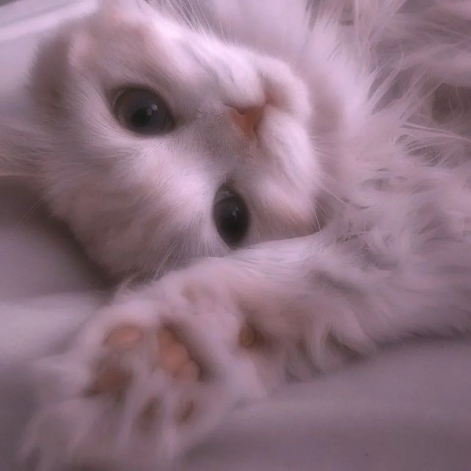 Elegant white cat pfp with minimalist pose perfect for aesthetic Discord, Instagram, and Pinterest profiles
