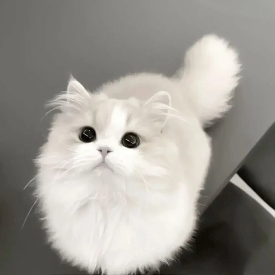 Fluffy white cat pfp with soft aesthetic appeal perfect for Discord, TikTok, and Instagram profile pictures