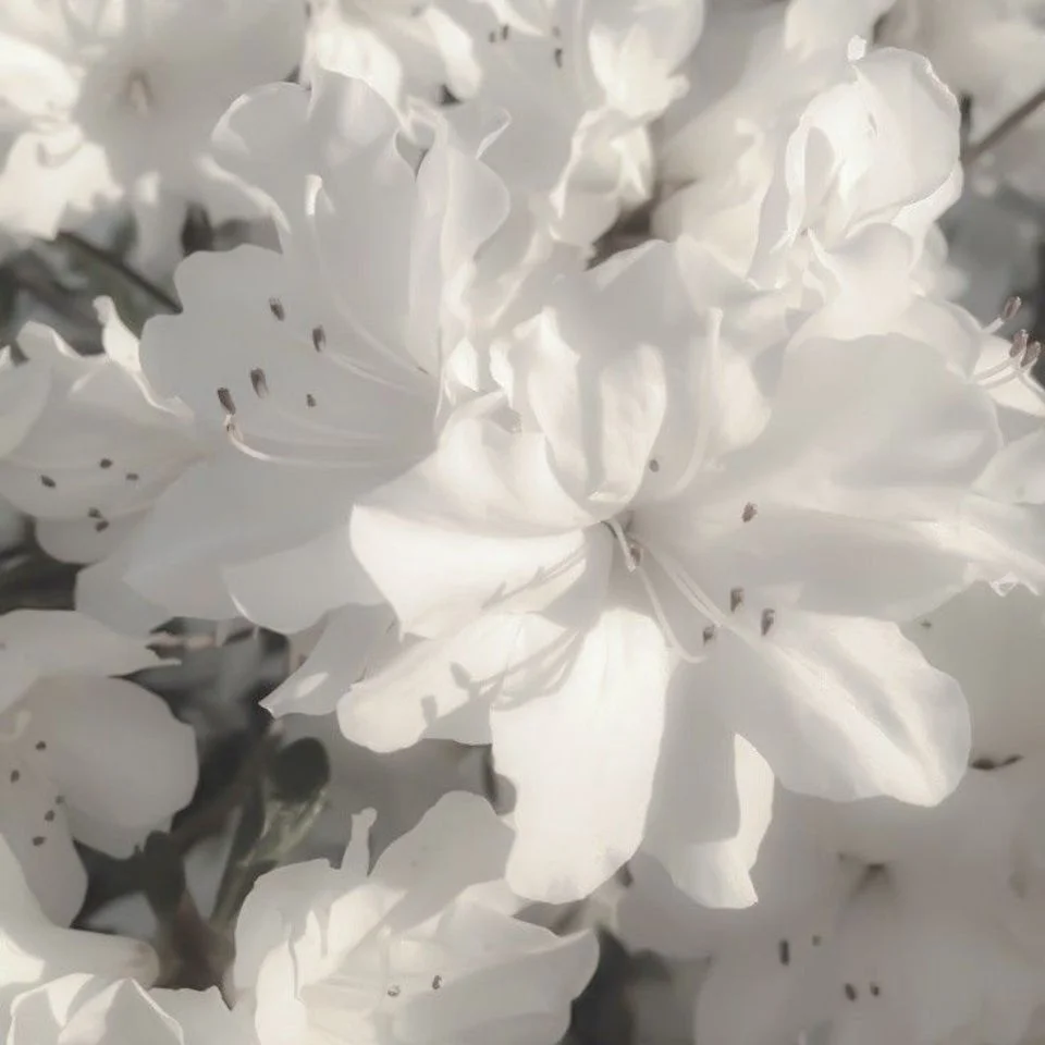 White flower pfp with soft petals and natural aesthetic perfect for Instagram and Pinterest profiles