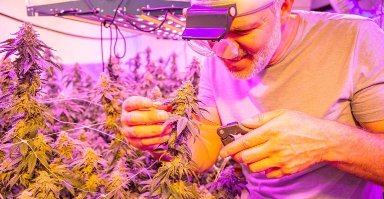 10 Best Hydroponic Nutrients for Cannabis: Complete Ranked Guide for Bigger Yields in 2026
